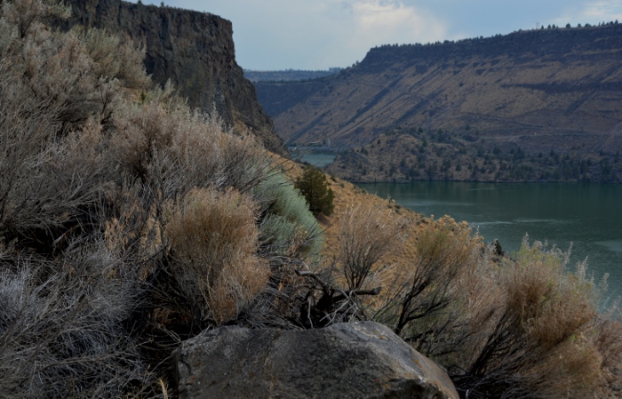 sagebrush on the side of the cliffs